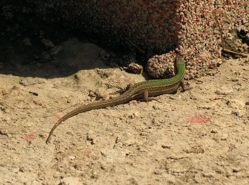 Podarcis melisellensis