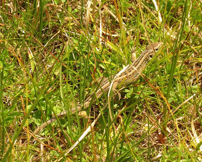 Lacerta agilis