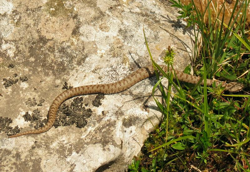 Vipera berus