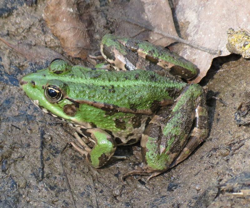 Pelophylax ridibundus