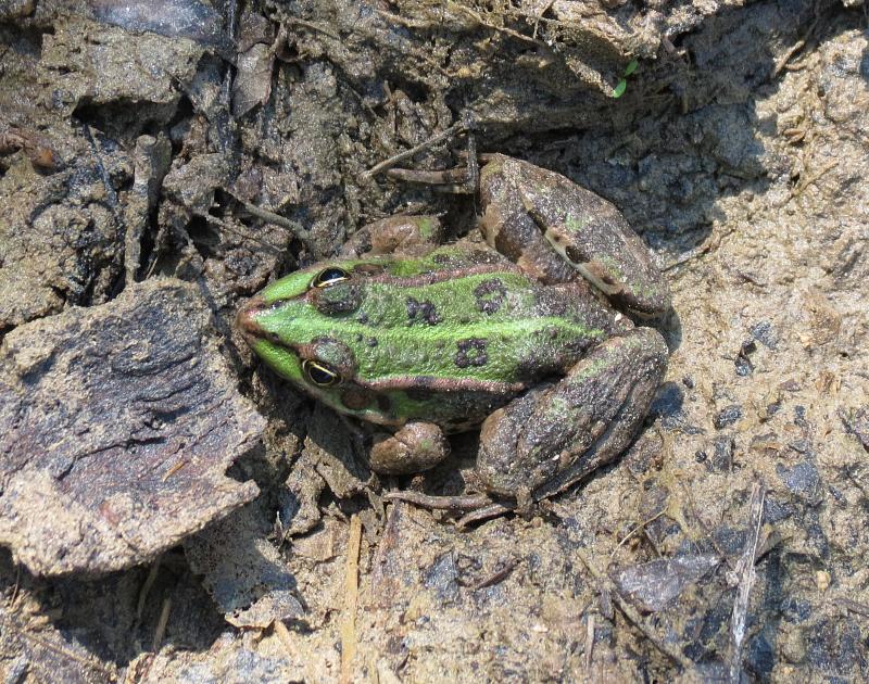 Pelophylax ridibundus