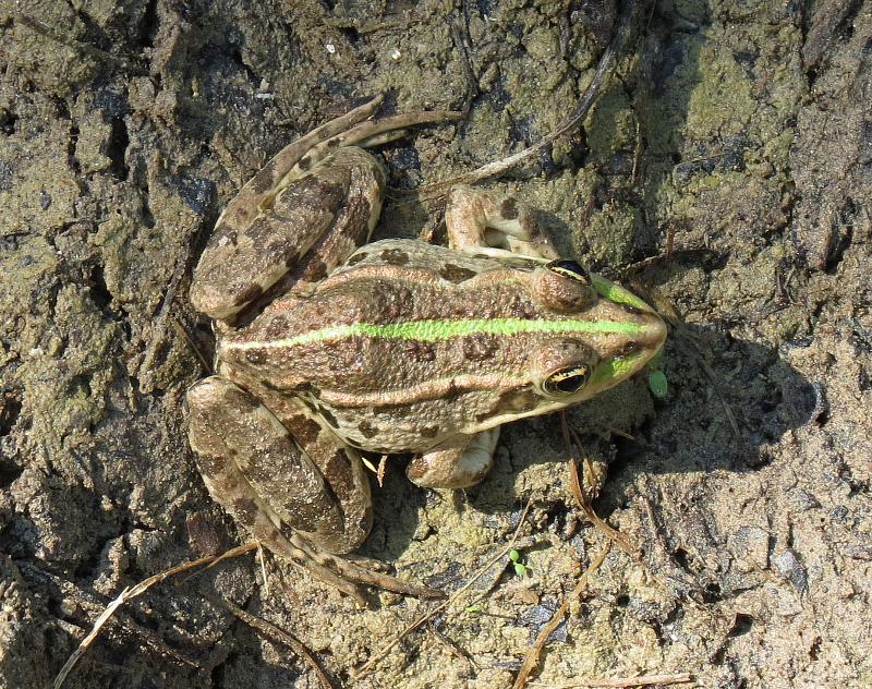 Pelophylax ridibundus