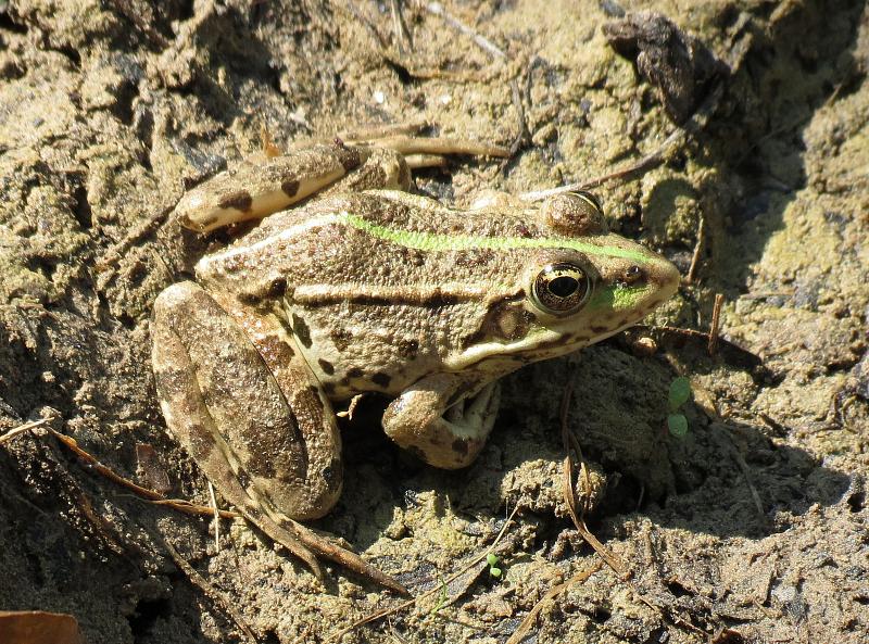 Pelophylax ridibundus