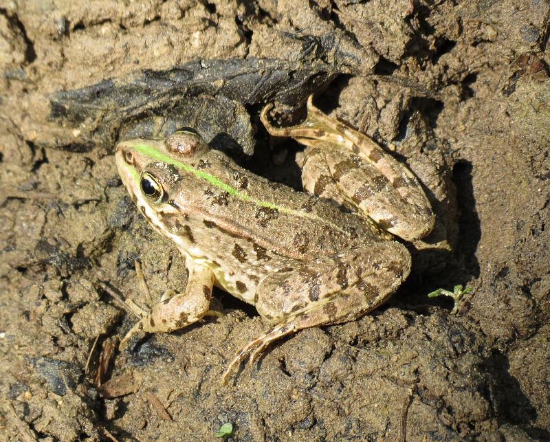 Pelophylax ridibundus