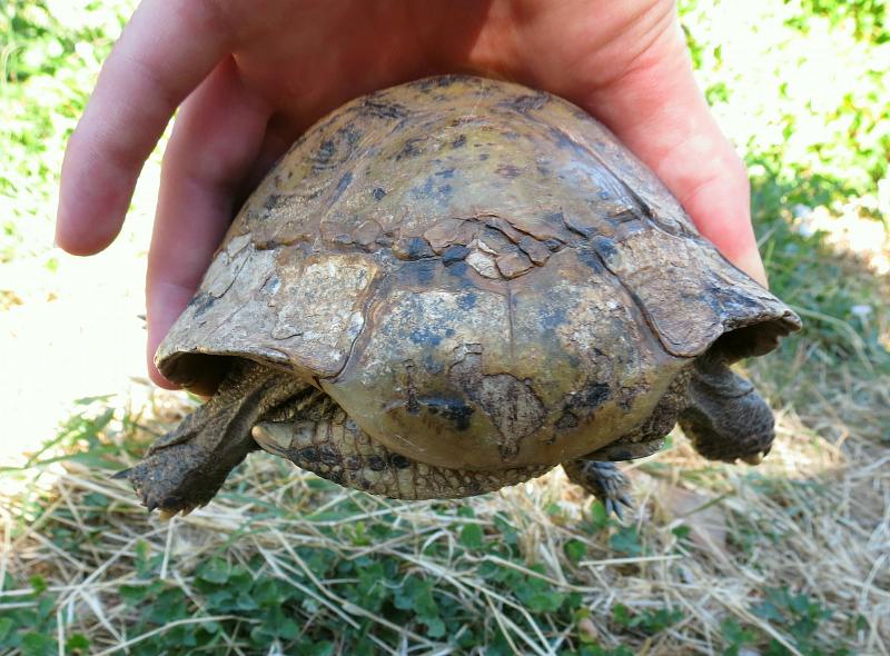 Testudo hermanni