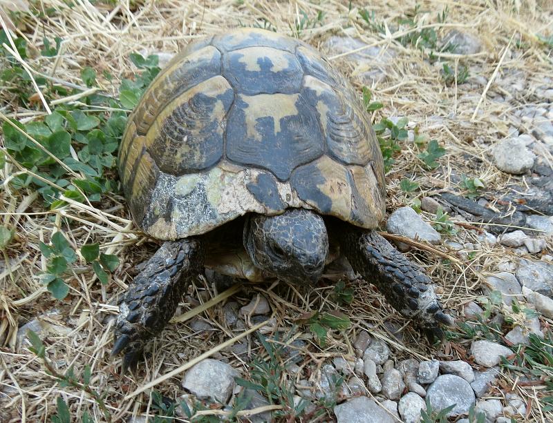 Testudo hermanni