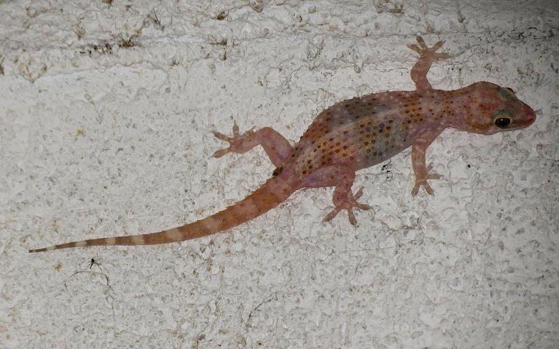 Hemidactylus turcicus