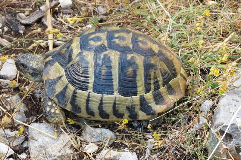 Testudo hermanni