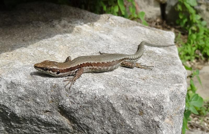 Podarcis muralis