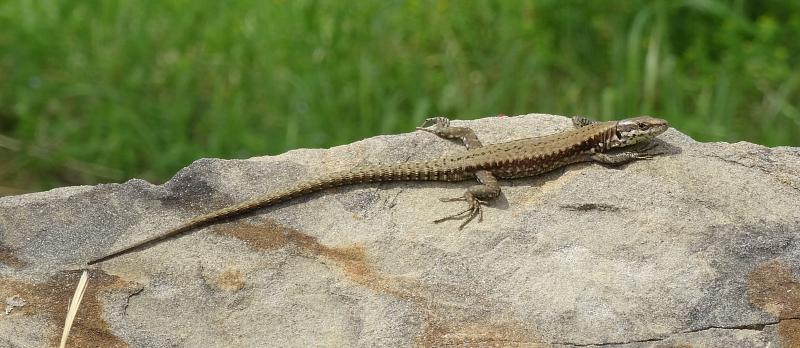 Podarcis muralis