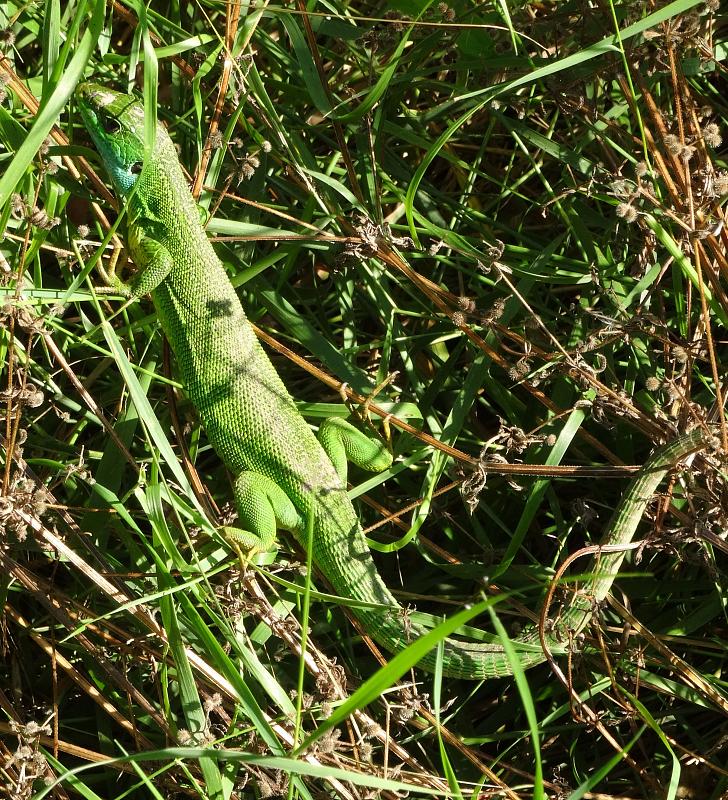 Lacerta viridis