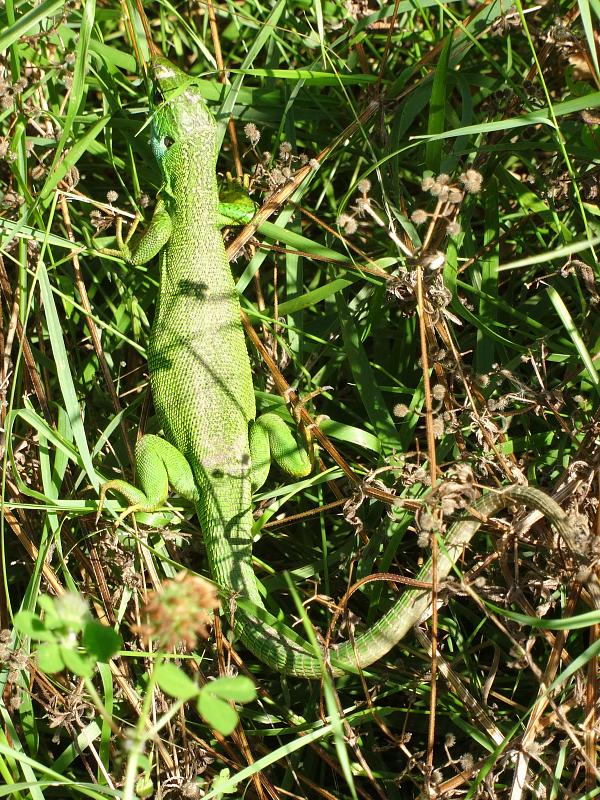 Lacerta viridis