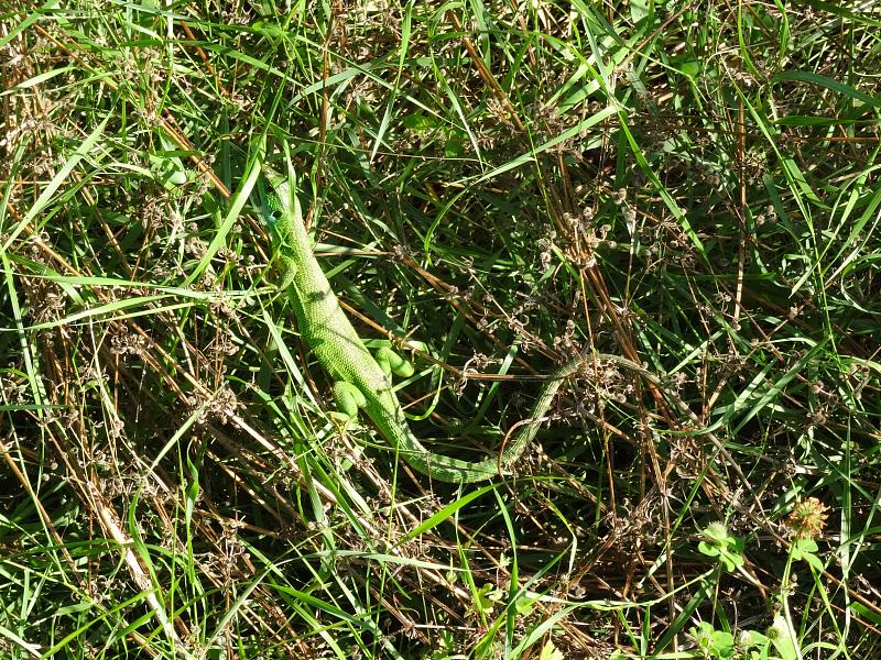 Lacerta viridis