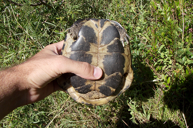 Testudo hermanni