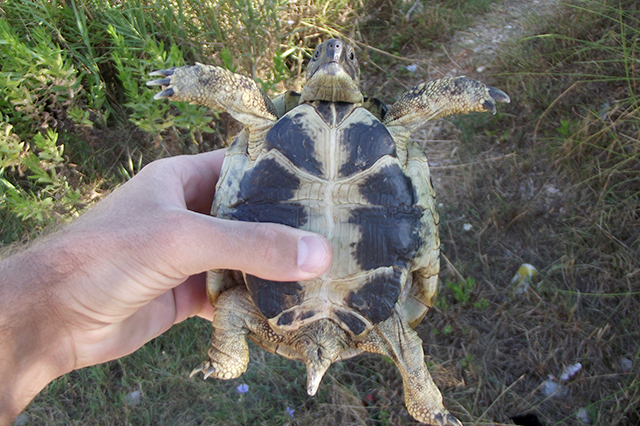 Testudo hermanni