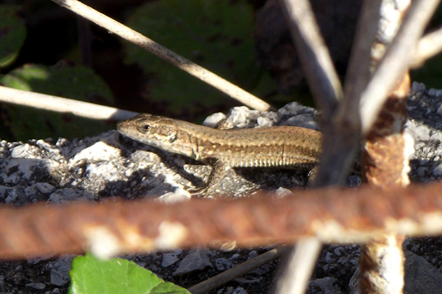 Podarcis muralis