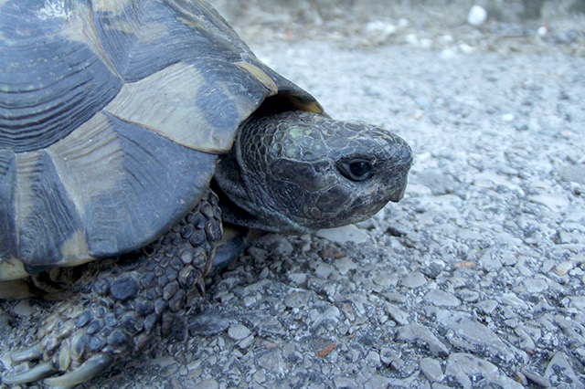 Testudo hermanni