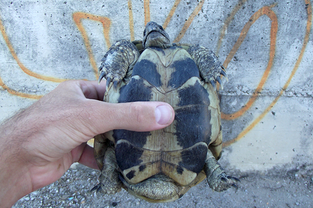 Testudo hermanni