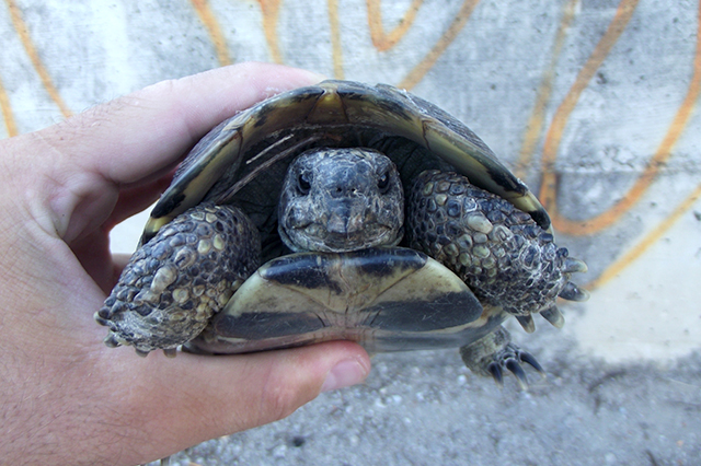 Testudo hermanni