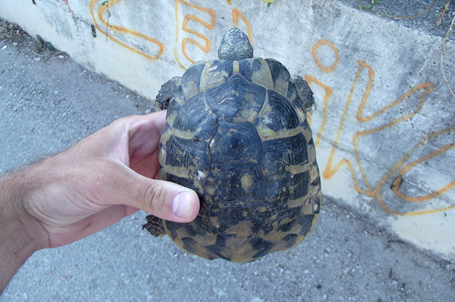 Testudo hermanni