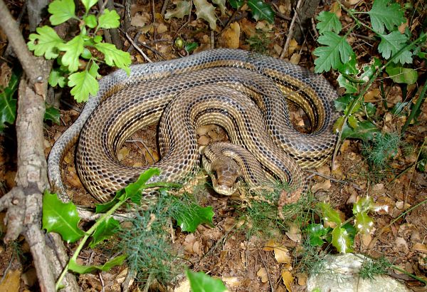 Elaphe quatuorlineata