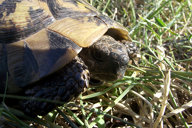 Testudo hermanni