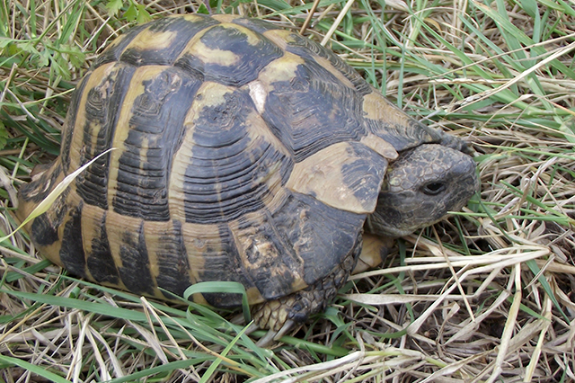 Testudo hermanni