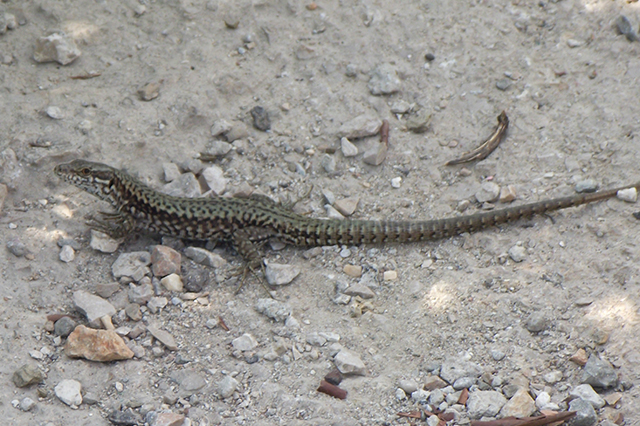 Podarcis muralis