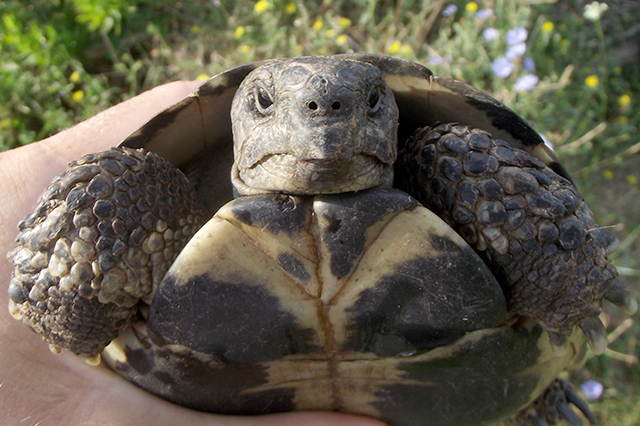 Testudo hermanni