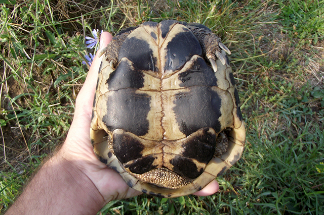 Testudo hermanni