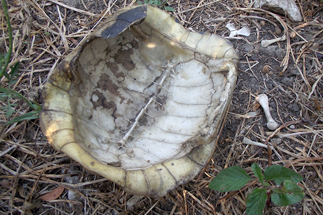 Testudo hermanni
