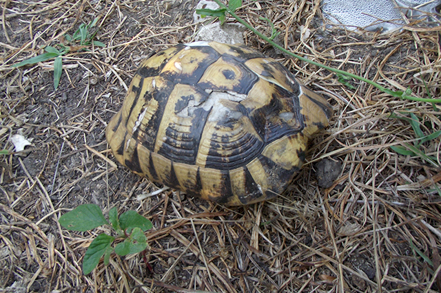 Testudo hermanni