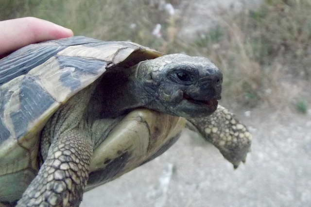 Testudo hermanni