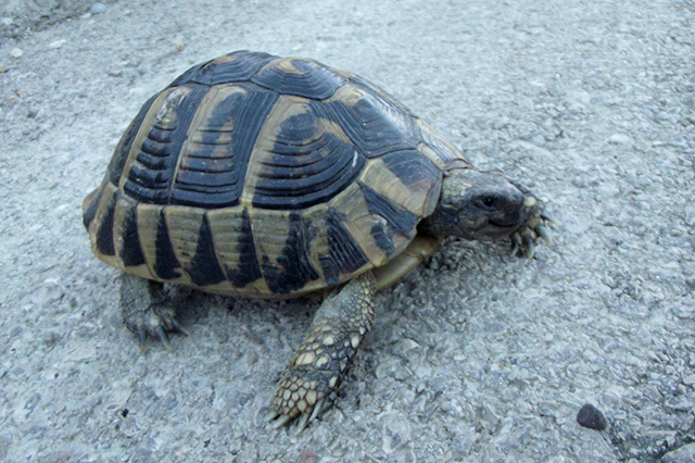 Testudo hermanni