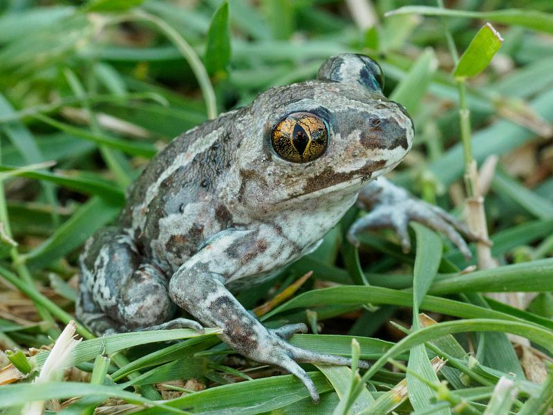 Pelobates fuscus