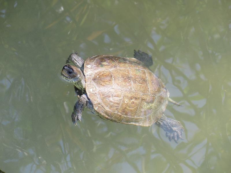 Mauremys rivulata