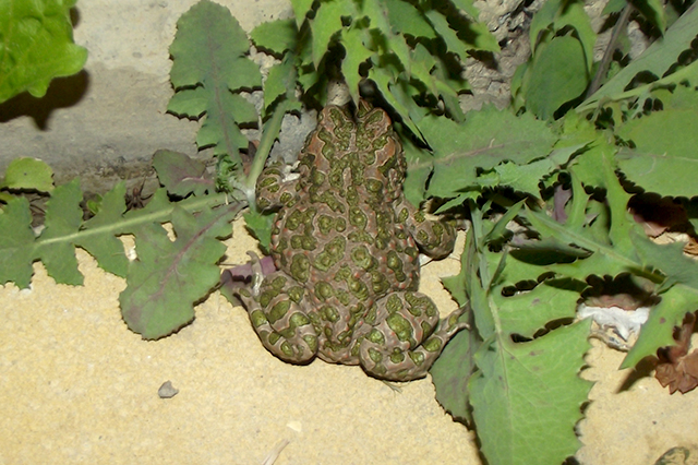 Pseudepidalea viridis