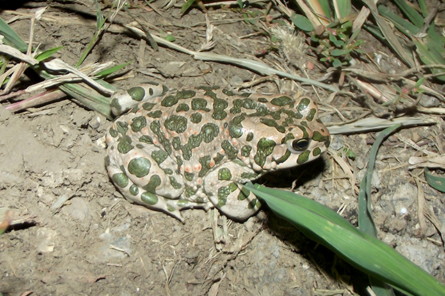 Pseudepidalea viridis