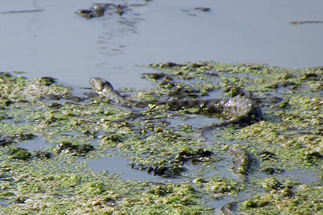 Natrix tessellata