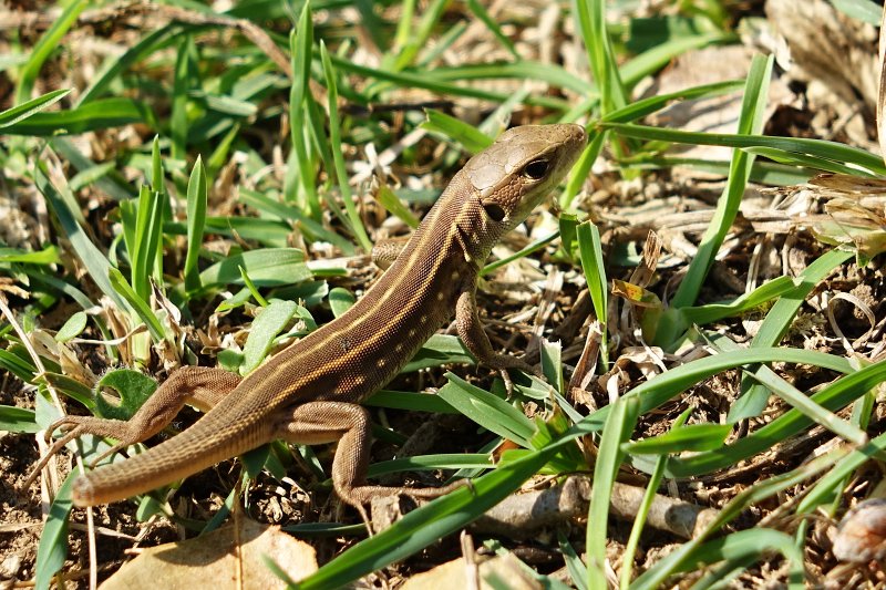 Lacerta trilineata