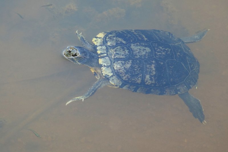 Trachemys scripta