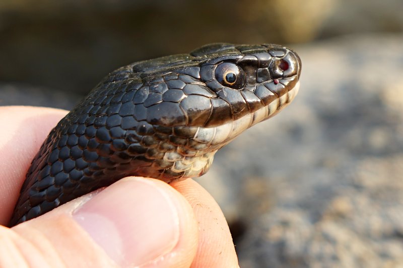 Hierophis viridiflavus