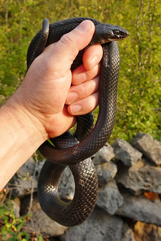 Hierophis viridiflavus