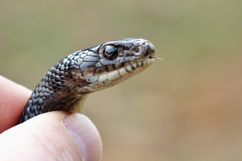 Hierophis viridiflavus