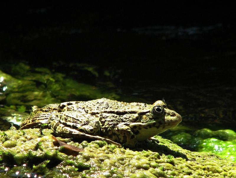 Pelophylax ridibundus