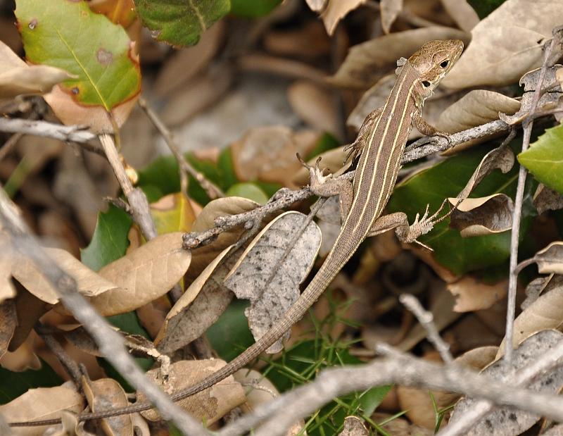 Lacerta trilineata