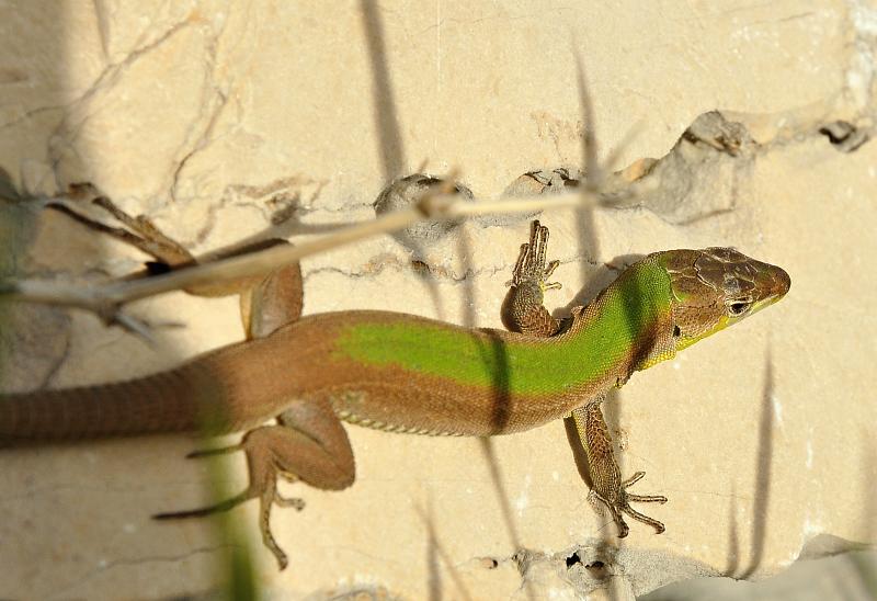 Podarcis melisellensis