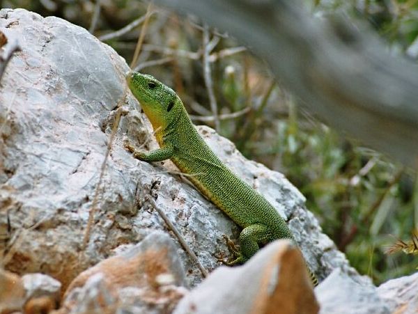 Lacerta trilineata