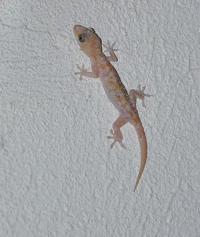 Hemidactylus turcicus