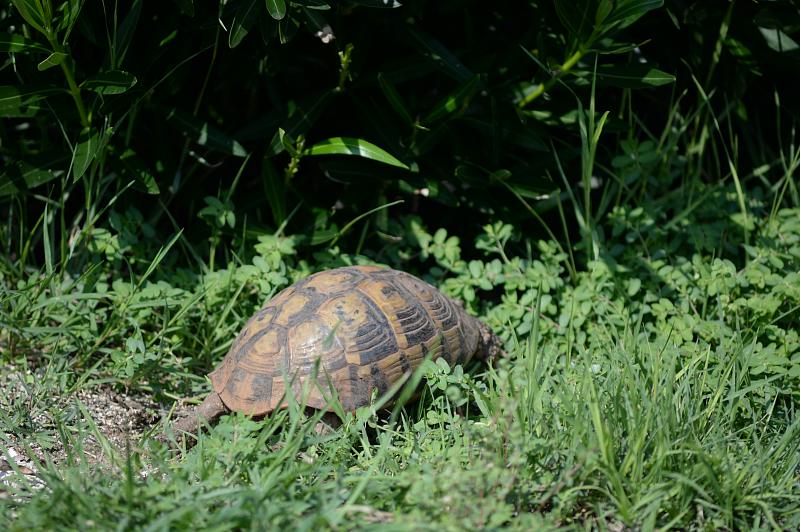 Testudo hermanni